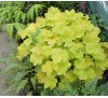 Гейхера Ситронелла (Citronella ) P9